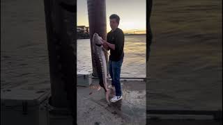 Sturgeon fishing river fishing funny shortvideo shorts short [upl. by Schechinger991]