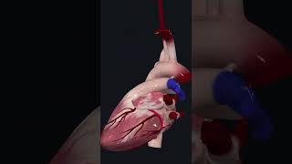 quot3D Heart Anatomy in 5 Minutes Explore the Vessels Chambers and Interiorquot [upl. by Noruq]