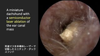 A miniature dachshund with a semiconductor laser ablation of the ear canal mass [upl. by Yand]