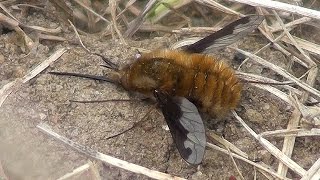 Bombylius Major  Bee Fly  UK wildlife [upl. by Anairt]