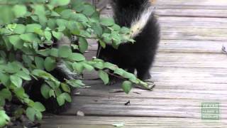 What to do if you encounter young skunks  Tips from a Wildlife Biologist [upl. by Eelyah]