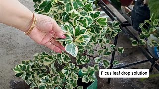 Ficus triangularis best care tips [upl. by Egief]