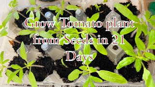 Grow Tomato plant from Seeds in 21 Days only  MoneyMaker Tomato grow  Mouli’s Kitchen [upl. by Elocin]