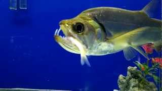 Red Tail Payara  Saber Tusk Barracuda  FEEDING [upl. by Pennebaker548]