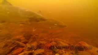 Fishing salmon underwater fishcam Drowes Fishery Ireland Рыбалка лосось подводная видео охота [upl. by Yahc]