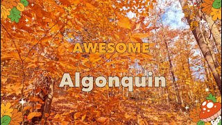 Algonquin Provincial Park [upl. by Whitver55]