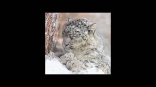 Snow leopard  A key stone specie  North Pakistan  pride of Pakistan goldenleopard [upl. by Reseda]