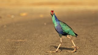 Grey headed swamphen waders common birds [upl. by Collbaith]