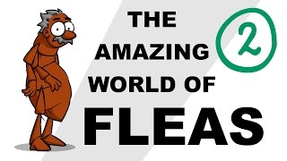 The Amazing World of Fleas  Plain and Simple Part 2 [upl. by Sammons]