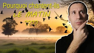 Pourquoi les oiseaux chantentils le matin La réponse est INCROYABLE [upl. by Wistrup]