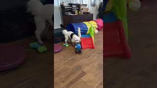 Cosmobichon puppy YogiYorkichon puppy Ranger the service dogbichon music song puppy [upl. by Manup945]