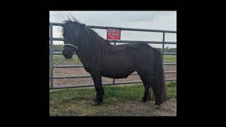 Shetland Ponies on Dragon Driving [upl. by Ydroj]