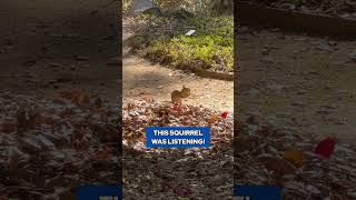 This Squirrel was Listening to me Film my Latest Video [upl. by Rick501]