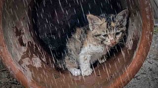 Abandoned in the rain Poor kitten was trembling and begging for help Shrink to protect yourself [upl. by Nady]