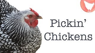 Choosing Chicken Breeds [upl. by Ajiak]