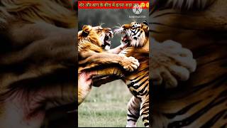 Liger Vs Tigon Epic Battle of Wild Animals 🤯 lion  Tigon  part1  shorts facts lion tiger [upl. by Crescen]