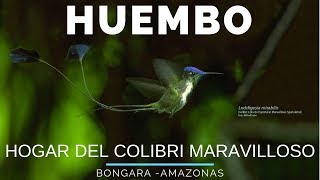 Amazonas 06  HUEMBO Hogar del colibrí maravilloso cola de espátula  viajero en 360 [upl. by Annaear]