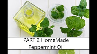 How To Make Peppermint Oil 😁PART 2 [upl. by Korwin]