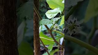 Mulberry fruiting in three weeks after planting shorts gardening viralvideo home food fruit [upl. by Rehsu]