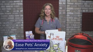 Spooky Season Can Be Spookier for Our Pets  Anxiety Tips for Halloween [upl. by Thatch]