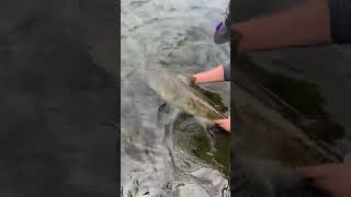 Chinook salmon release beautifulbritishcolumbia vancouverisland bc fishing flyfishing [upl. by Nylarak]