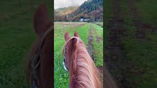 Quiet ride toward the mountains in fall horse horseback equestrian rider trailride [upl. by Hsenid155]