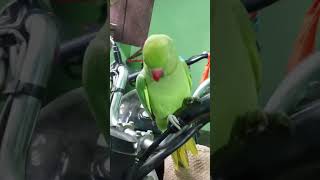 Kya naam hai 😘😘 parrot funny birds cute shortvideo viralvideo [upl. by Wadell]