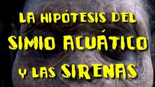 La hipótesis del simio acuático y la posibilidad de las sirenas [upl. by Ardeha]