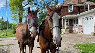 Blue first trail ride Ponying off of Jackpot [upl. by Gery924]