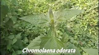 Chromolaena odorata Eupatorium odoratum [upl. by Enamrej]