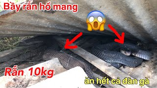 Rắn Hổ Mang Bạch Tạng Mắt Đỏ Lưỡi Đỏ  Albino Monocled Cobra [upl. by Kamillah]