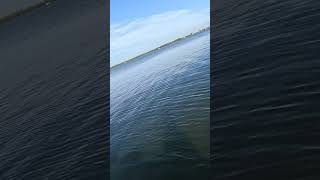 12 Temu reel vs Bonnethead Shark Lemonbay Bonnetheadflorida fishing fish shark earlymorning [upl. by Ailil835]