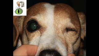 Everything you need to know about eye removalenucleation in pets [upl. by Pippy741]