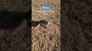 MeKoo and Keekoo they have the same personality 😅😅 beardeddragonlover short shortvideo [upl. by Ennovahs318]