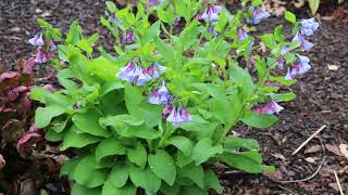 Virginia bluebells Mertensia virginica  Plant Identification [upl. by Gem144]