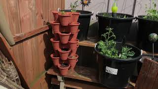 May 2 2021 Container Garden  Zone 6B Akron OH [upl. by Oos319]