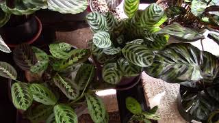 Calathea and Maranta Care Tips [upl. by Nason]