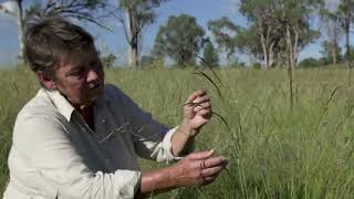 Identifying Early spring grass Eriochloa pseudoacrotricha with Dr Judi Earl [upl. by Lodnar]