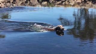 Bo the weimaraner hunting adventures [upl. by Neleh515]