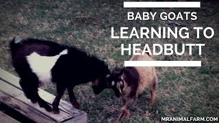 Baby Goats Learning to Headbutt [upl. by Skelton]