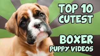 TOP 10 CUTEST BOXER PUPPY VIDEOS OF ALL TIME [upl. by Sadonia]