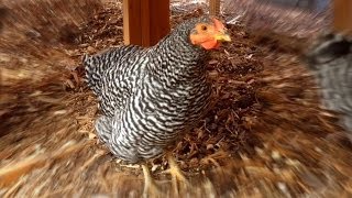 HELP Strange Sounds from our Hen Is this a normal Chicken Sound [upl. by Aisat]