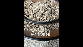 Isatis Root Herb Antiviral [upl. by Annoeik425]