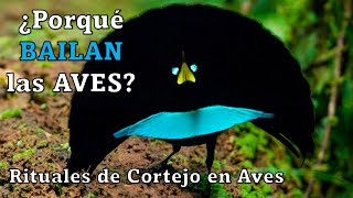 AVES Hermosas BAILES con Rituales de Cortejo Increíbles 😀🦆🦅🦃🦩 [upl. by Elem38]