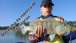 Maravilha de tucunaré azul da represa de três marias [upl. by Udell]