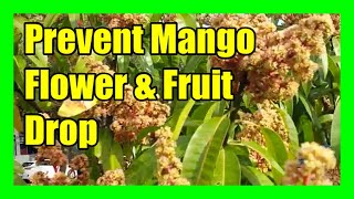 Prevent Mango Flowers From Falling Mango Flower Drop Treatment and Management [upl. by Gintz]