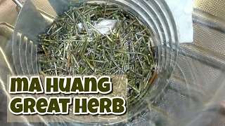 Ma huang ephedra sinica opinia o chinese herb z Aliexpress [upl. by Arihsay]