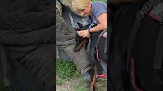 😮Dobermans Death Grip Service Dog Training GUARDODESSA Odessa Ukraine [upl. by Kered]