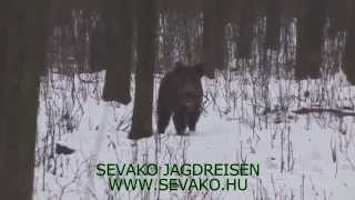 Wild Boar driven Hunt in Hungary  Saudrückjagd in Ungarn [upl. by Hada827]