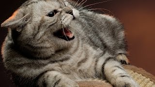 How to Deal with an Aggressive Cat  Cat Care [upl. by Mossberg]